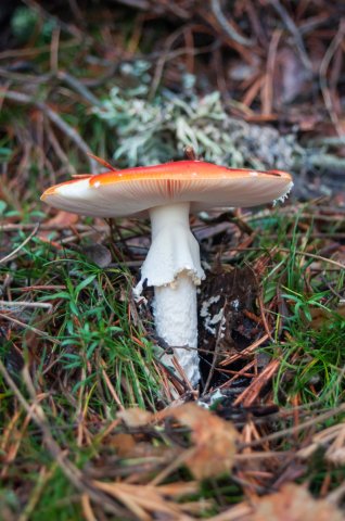 Amanita muscaria